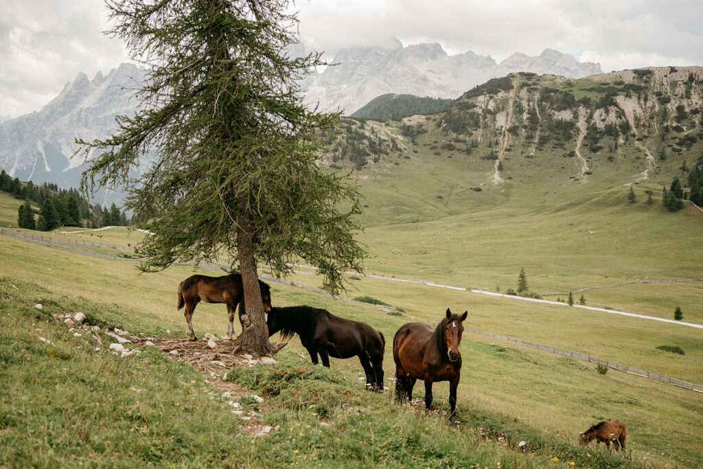 Horses grazing in scenic mountain valley landscape.