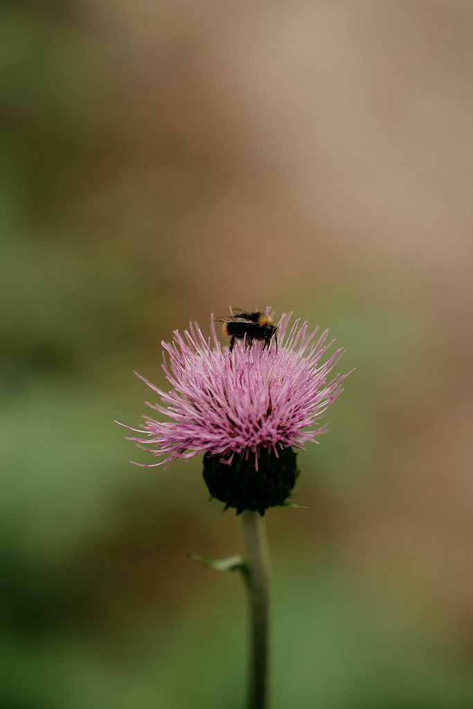 Bee on a purple flower