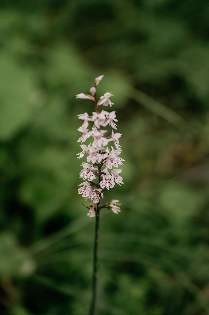Pink wildflower with green background