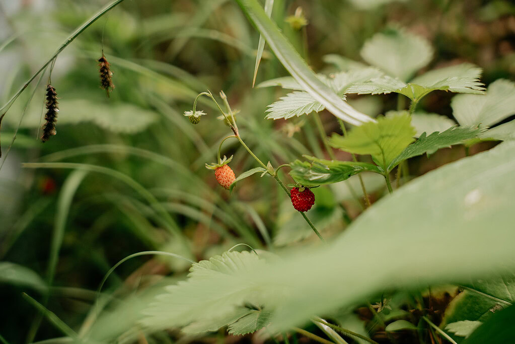 Wild strawberries growing in green foliage.