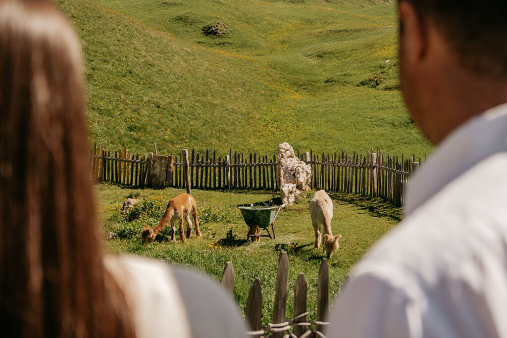 People watching alpacas graze in a fenced field.