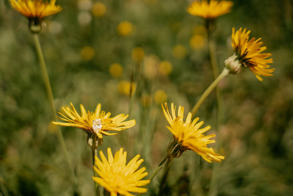 Yellow dandelions in a sunny field.